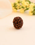 6 Mukhi Rudraksha - WorldOfOorja