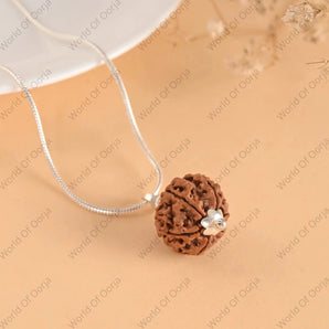 6 Mukhi Rudraksha - WorldOfOorja