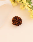 6 Mukhi Rudraksha - WorldOfOorja