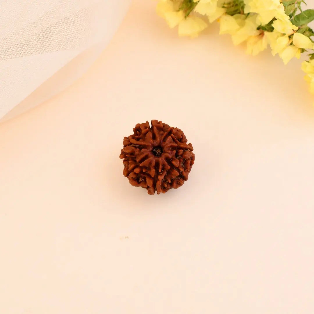 7 Mukhi Rudraksha - WorldOfOorja