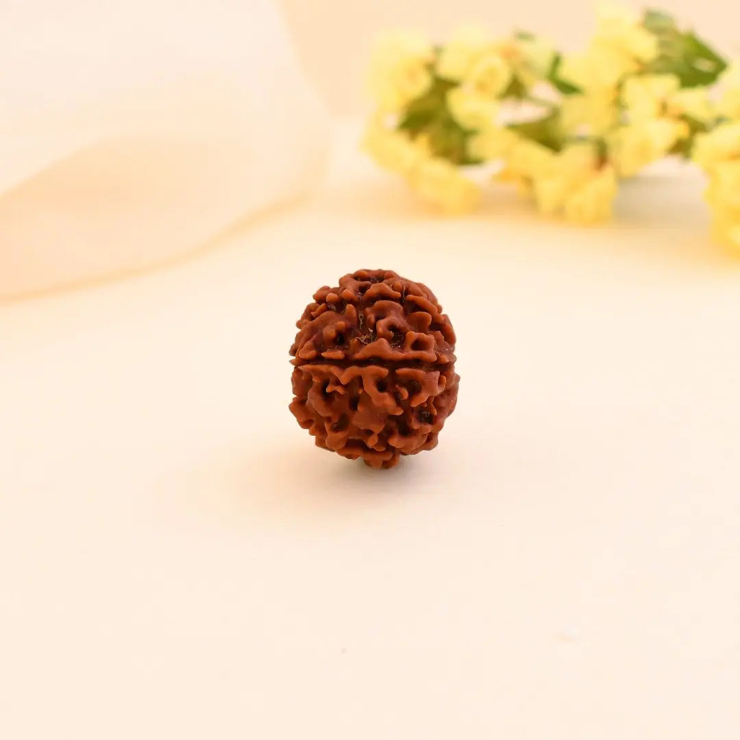 7 Mukhi Rudraksha - WorldOfOorja