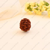 7 Mukhi Rudraksha - WorldOfOorja