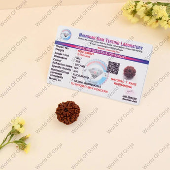 Certified 7 Mukhi Rudraksha - WorldOfOorja