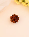 7 Mukhi Rudraksha - WorldOfOorja