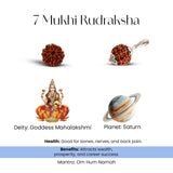 7 Mukhi Rudraksha - WorldOfOorja