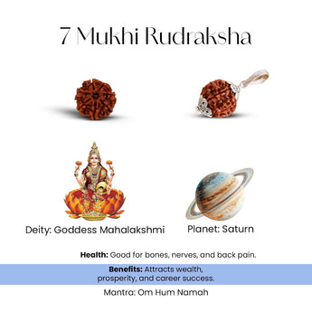 7 Mukhi Rudraksha - WorldOfOorja