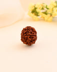 7 Mukhi Rudraksha - WorldOfOorja