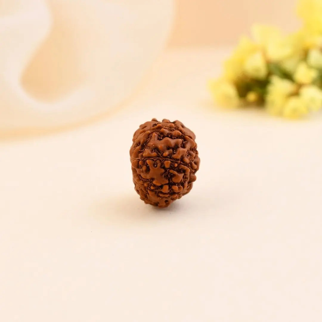 8 Mukhi Rudraksha - WorldOfOorja