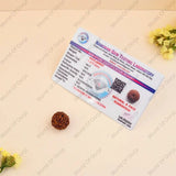 Genuine 8 Mukhi Rudraksha - WorldOfOorja
