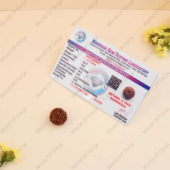 Genuine 8 Mukhi Rudraksha - WorldOfOorja
