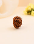 8 Mukhi Rudraksha - WorldOfOorja