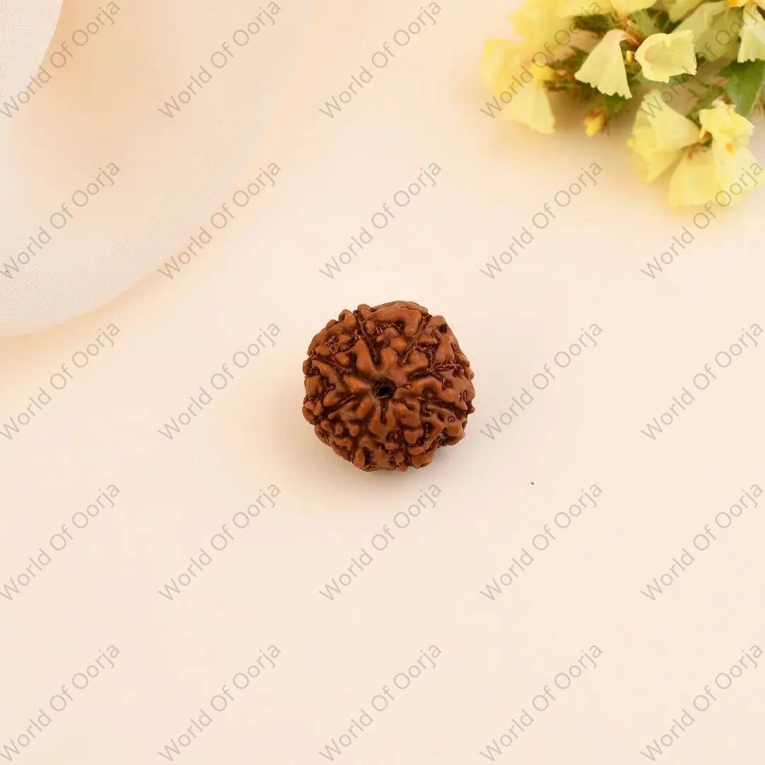 Mujad Raksha Authentic 8 Mukhi Rudraksha – Luck, Success & Ganesha Blessings ...