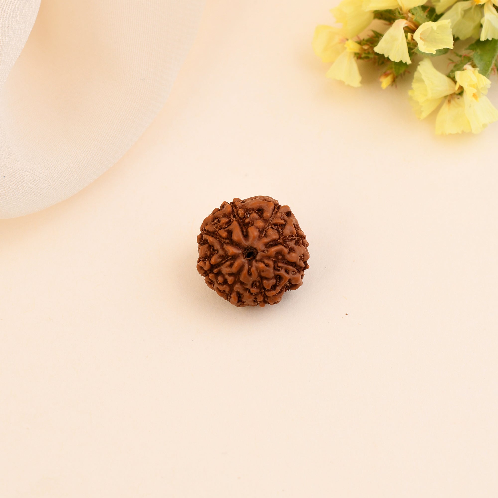 8 Mukhi Rudraksha - WorldOfOorja