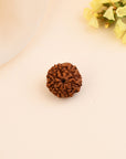 8 Mukhi Rudraksha - WorldOfOorja