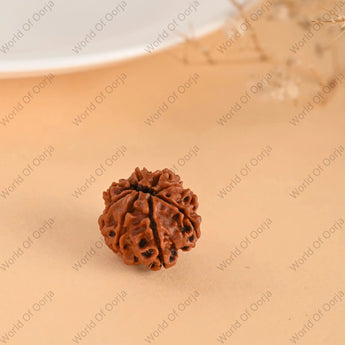 8 Mukhi Rudraksha (Nepal) - WorldOfOorja