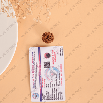 8 Mukhi Rudraksha (Nepal) - WorldOfOorja