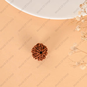 8 Mukhi Rudraksha (Nepal) - WorldOfOorja