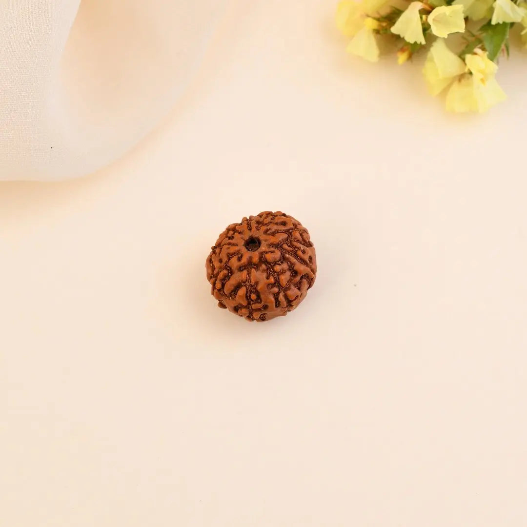 9 Mukhi Rudraksha - WorldOfOorja