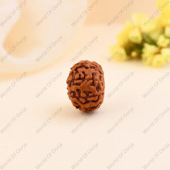 9 Mukhi Rudraksha - WorldOfOorja