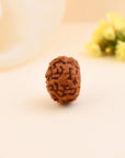 9 Mukhi Rudraksha - WorldOfOorja