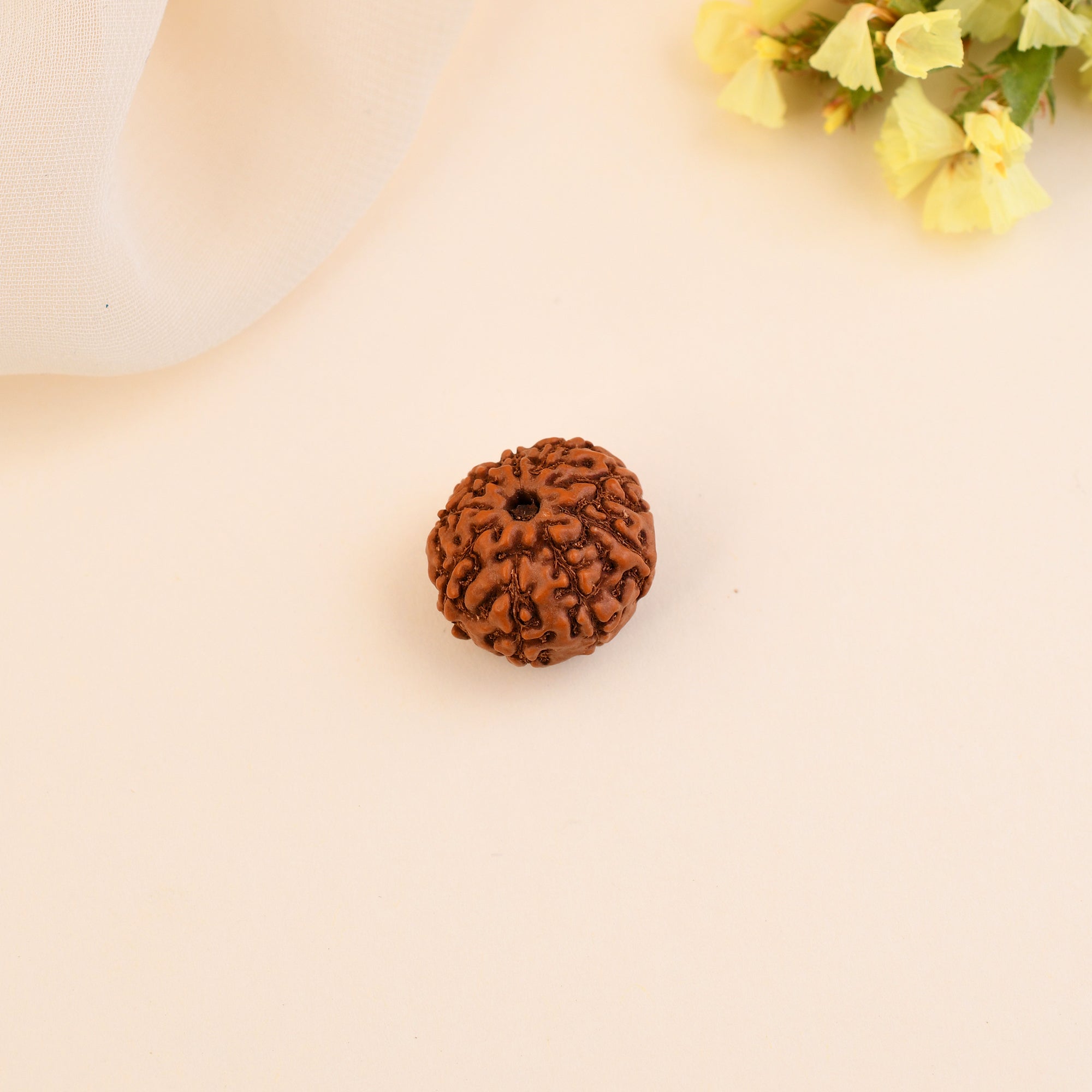 9 Mukhi Rudraksha - WorldOfOorja