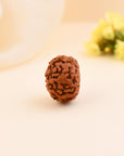 9 Mukhi Rudraksha - WorldOfOorja