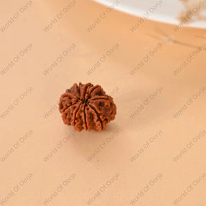 9 Mukhi Rudraksha (Nepal) - WorldOfOorja