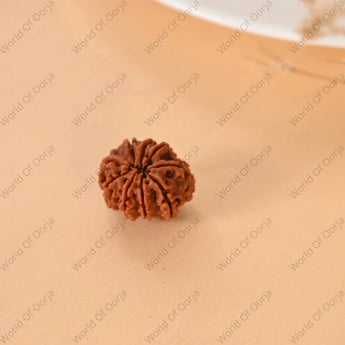 9 Mukhi Rudraksha (Nepal) - WorldOfOorja