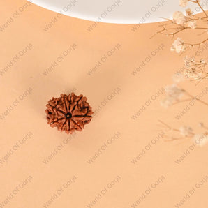 9 Mukhi Rudraksha (Nepal) - WorldOfOorja
