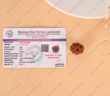 9 Mukhi Rudraksha (Nepal) - WorldOfOorja