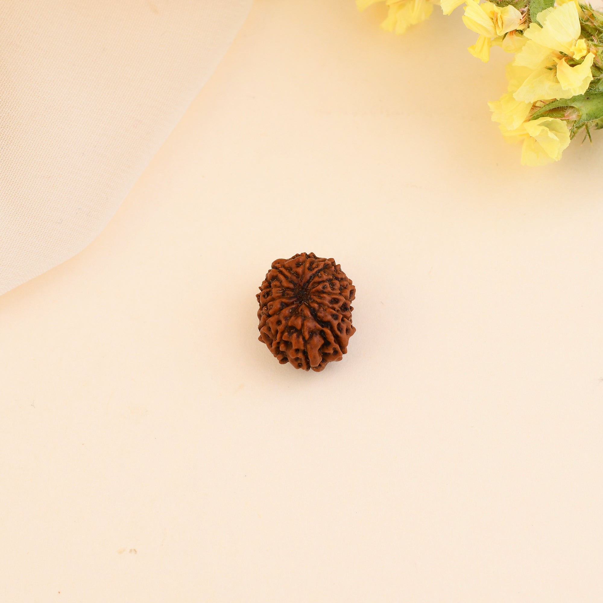 12 Mukhi Rudraksha - WorldOfOorja