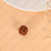 8 Mukhi Rudraksha (Nepal)