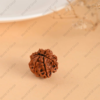 Genuine 8-faced Rudraksha from Nepal origin