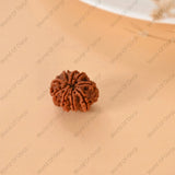 Authentic 9 Mukhi Rudraksha from Nepal
