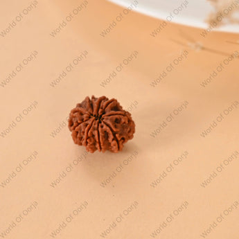 Authentic 9 Mukhi Rudraksha from Nepal