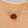 11 Mukhi Rudraksha (Nepal)