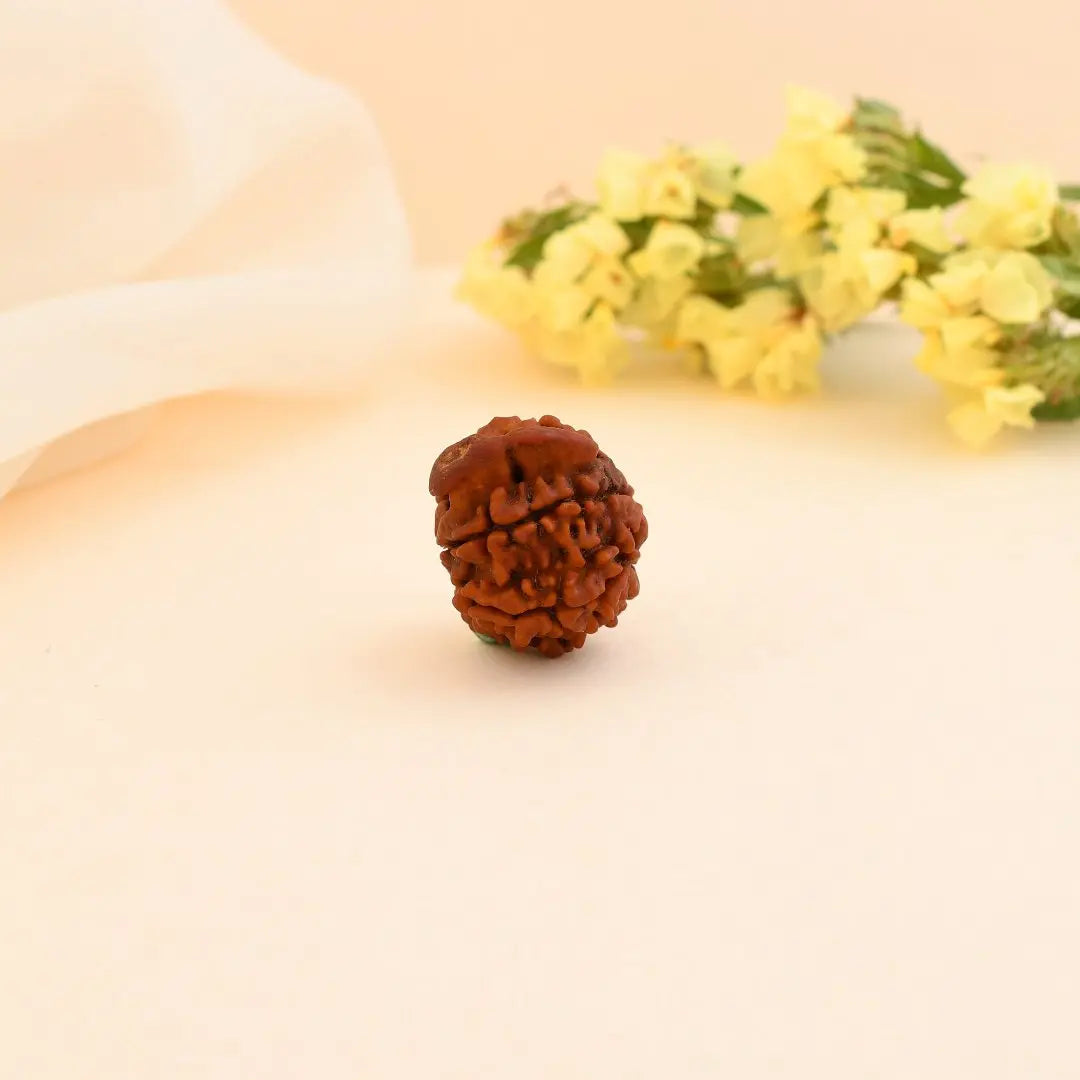 Ganesha Rudraksha - WorldOfOorja