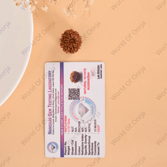 Lab Certified 10 Mukhi Rudraksha bracelet