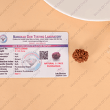 Genuine 9-faced Rudraksha from Nepal origin