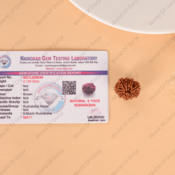 Genuine 9-faced Rudraksha from Nepal origin