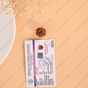 World of Oorja authentic 8 Mukhi Rudraksha from Nepal