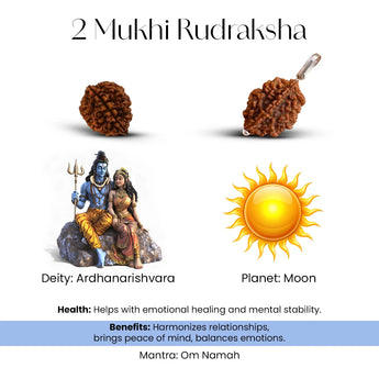 Two Mukhi Rudraksha with Ardhanarishvara statue, sun, and text on a white background