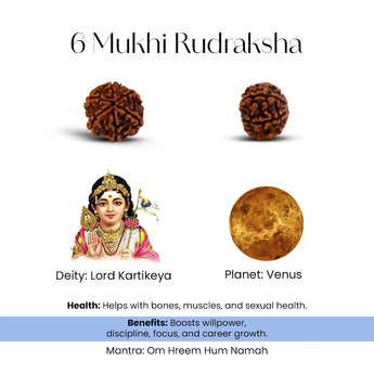 6 Mukhi Rudraksha with Lord Kartikeya, Venus planet, and health benefits on a white background