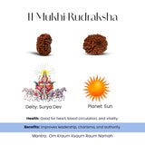 11 Mukhi Rudraksha with Surya Dev and Sun symbol on a white background