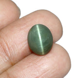 Cats Eye (Lehsunia) (6.17 Carat, 6.72 Ratti) - WorldOfOorja