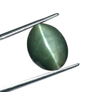 Cats Eye (Lehsunia) (8.80 Carat, 9.59 Ratti) - WorldOfOorja