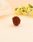 Ganesha Rudraksha - WorldOfOorja